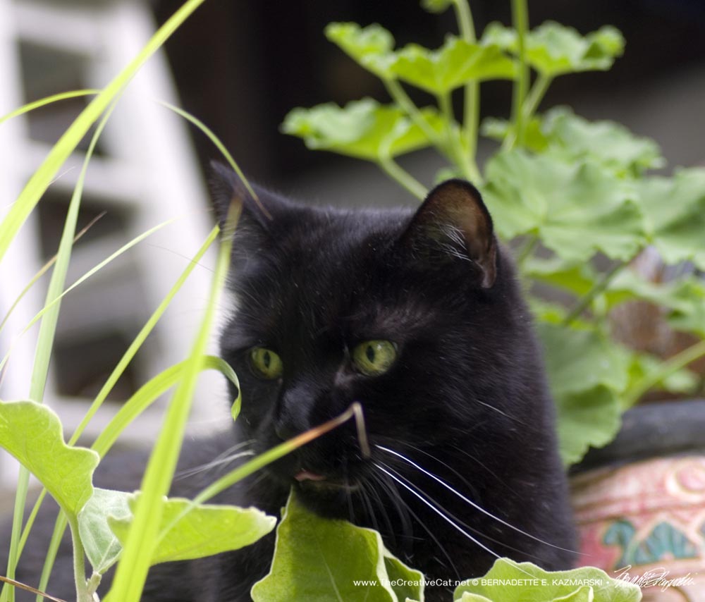 black cat with foliage