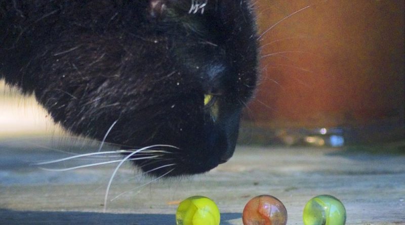 black cat looking at cats eye marbles