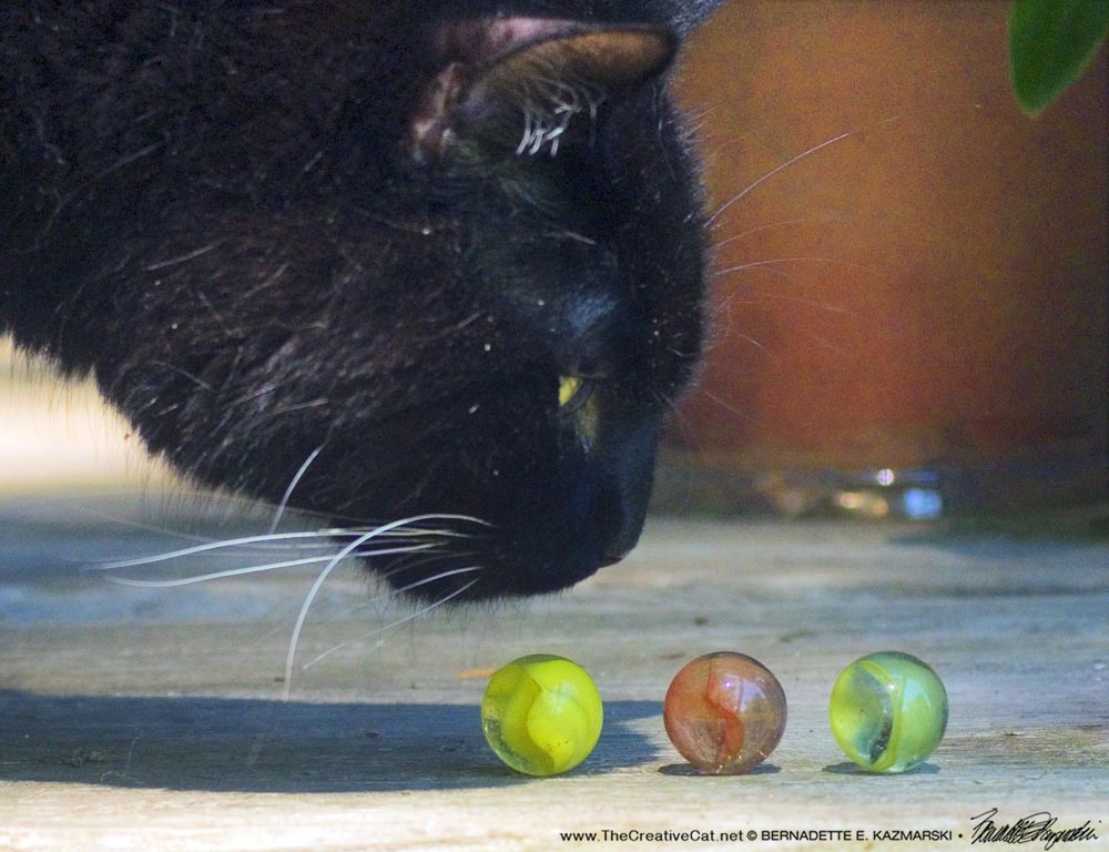 black cat looking at cat's eye marbles