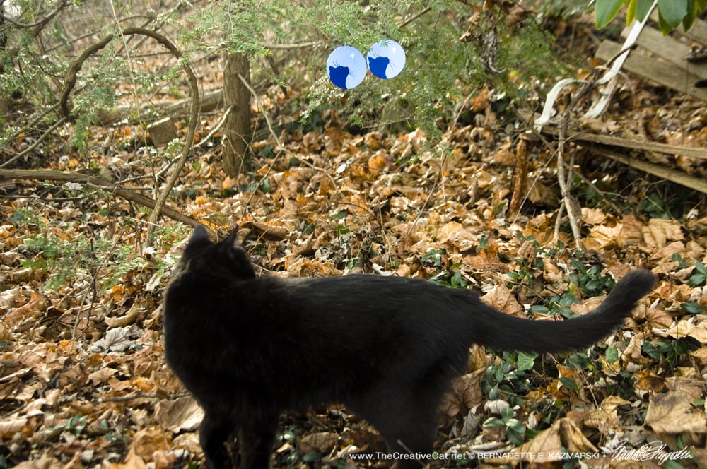 black cat in leaves