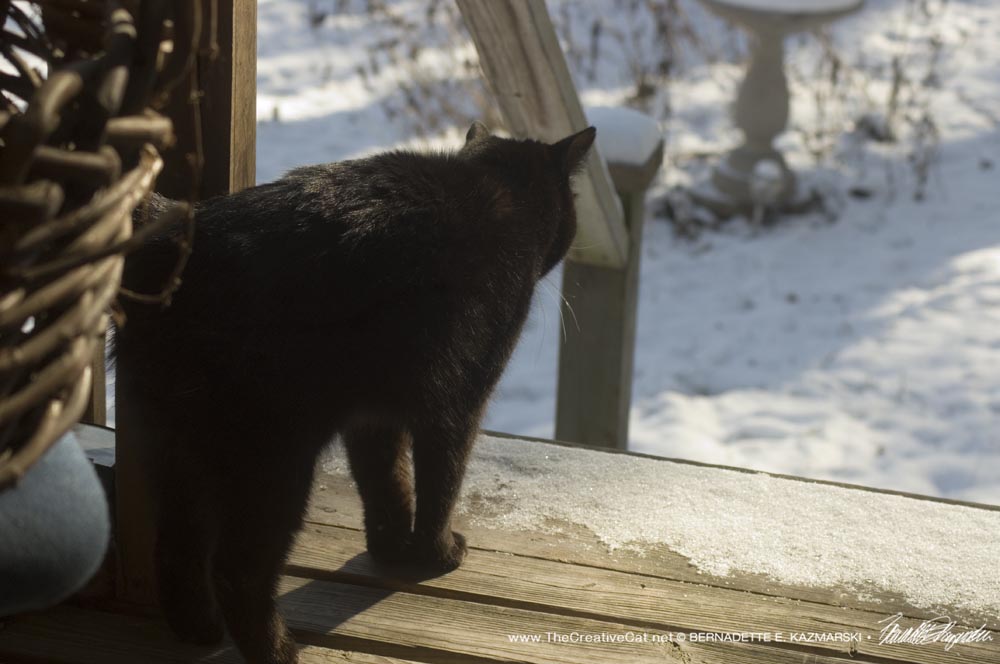 black cat on deck