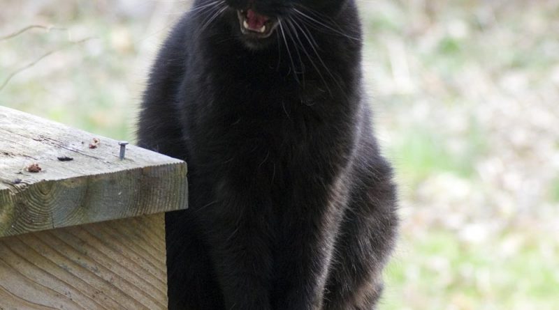 black cat talking