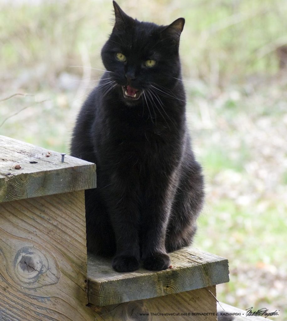 black cat talking