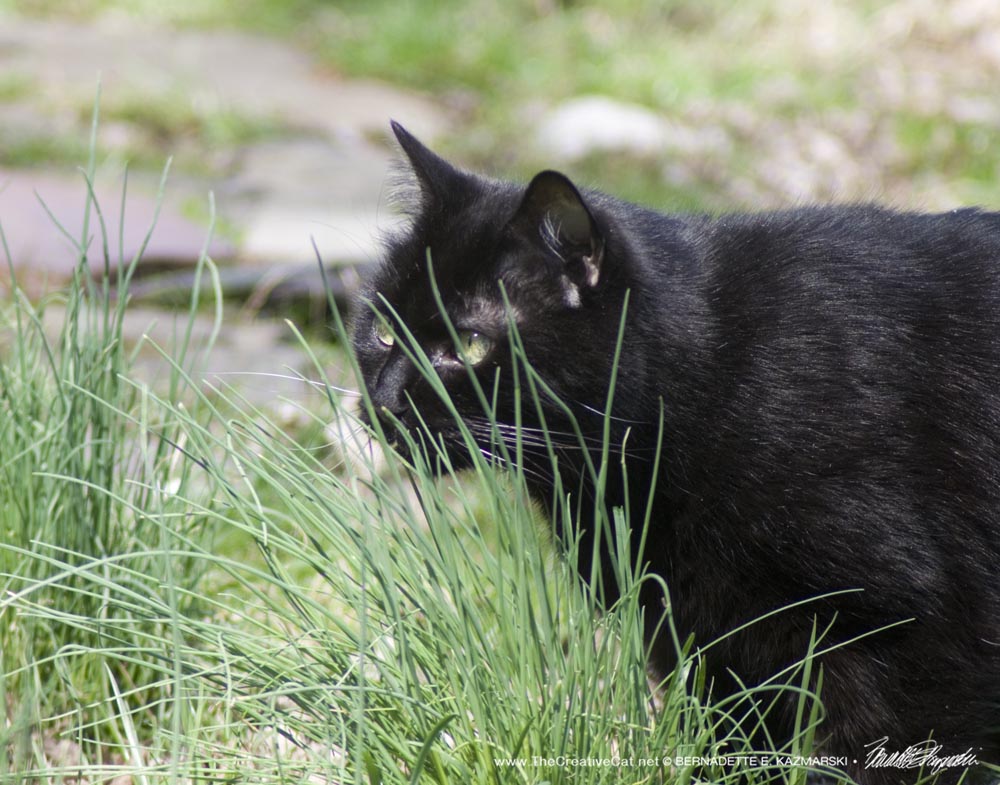 black cat watching