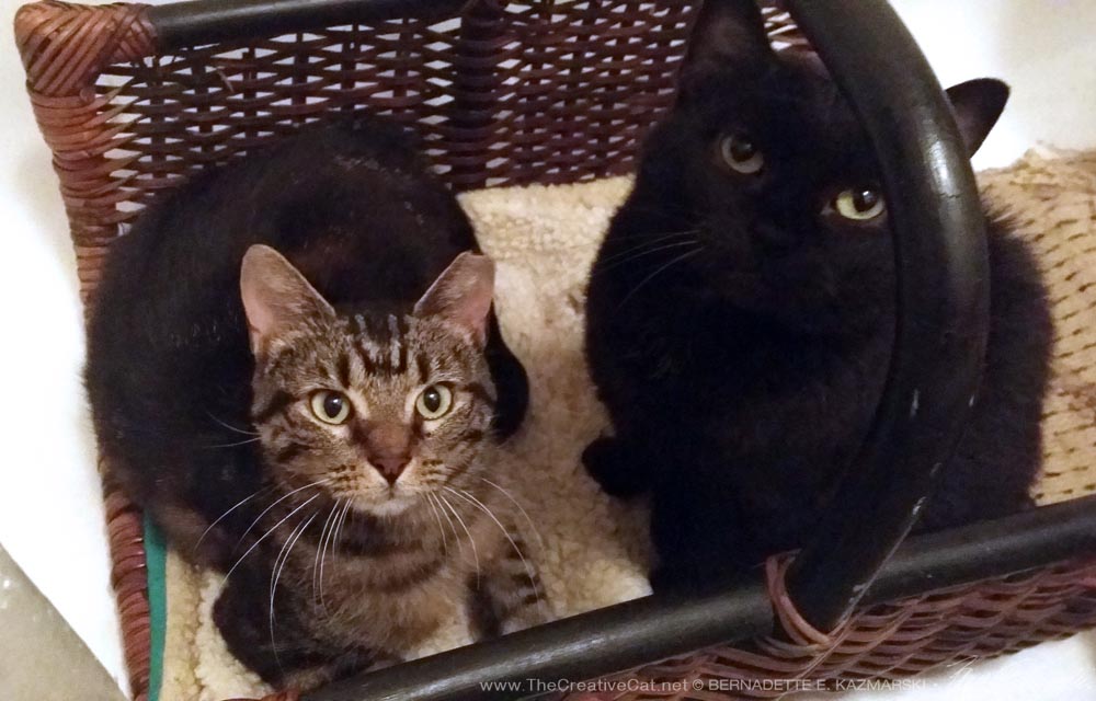 Mia and Scarlett in the basket bed in the tub.