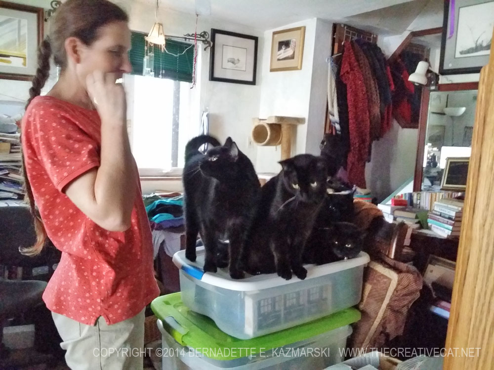 four black cats and woman