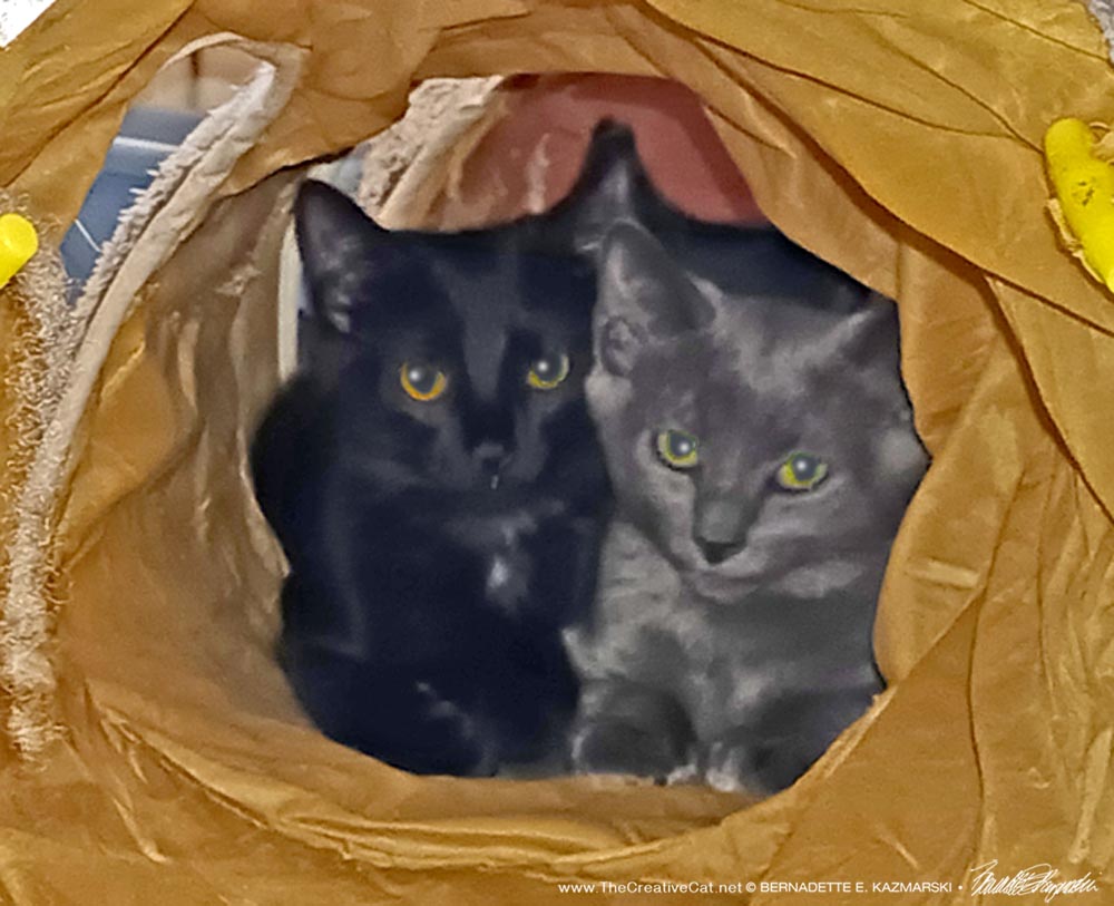 black and gray cat in play tunnel