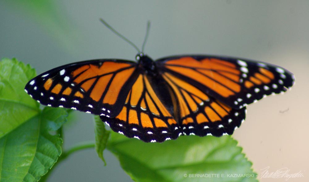 The migrating monarch.