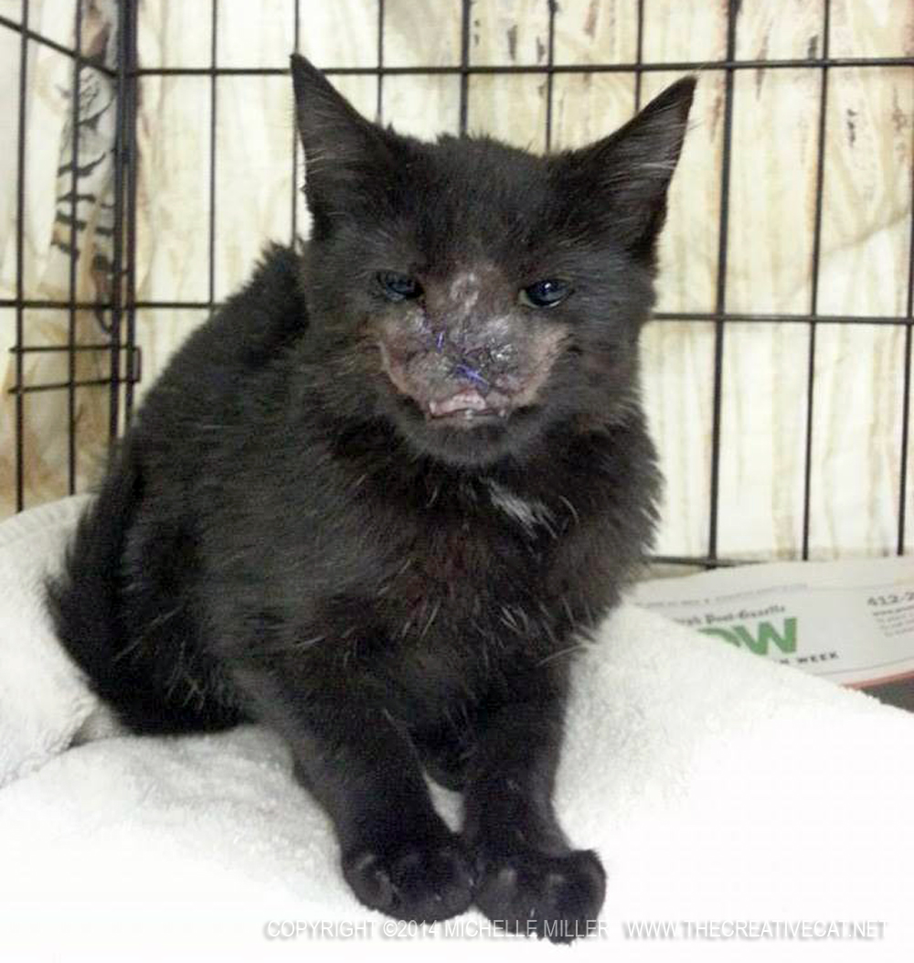 black kitten with injured face