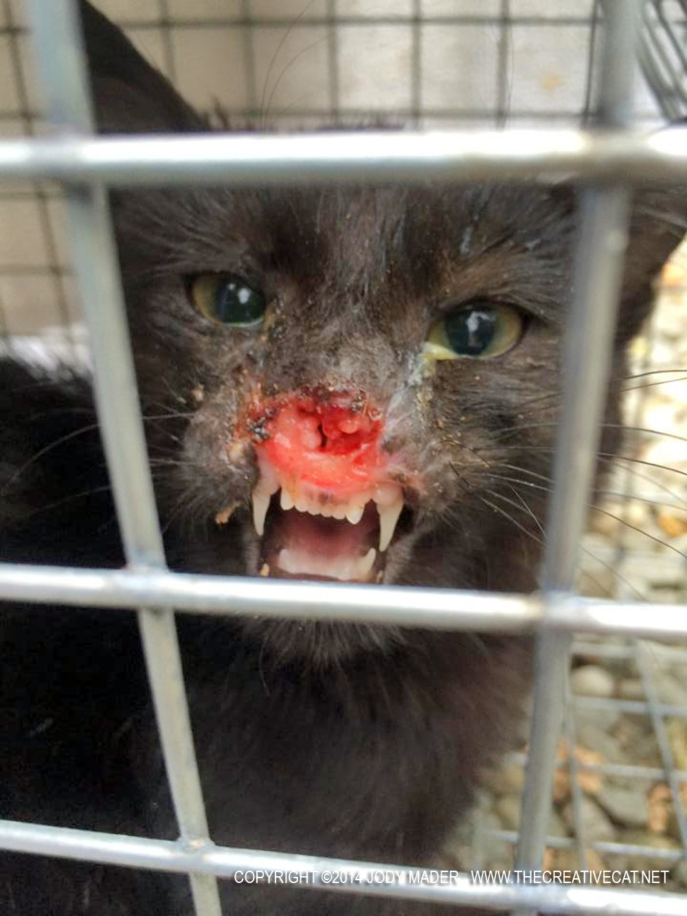 kitten with injured face