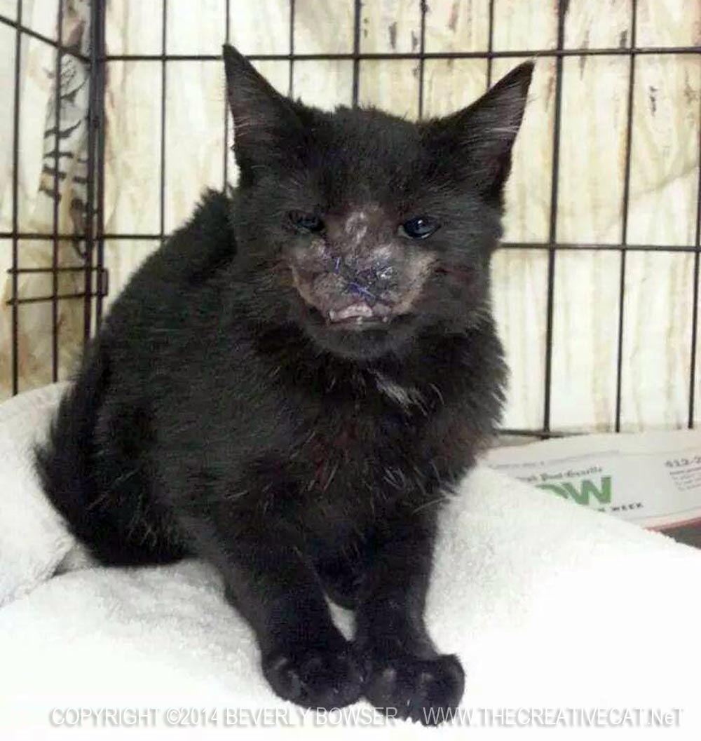 black cat with facial injury
