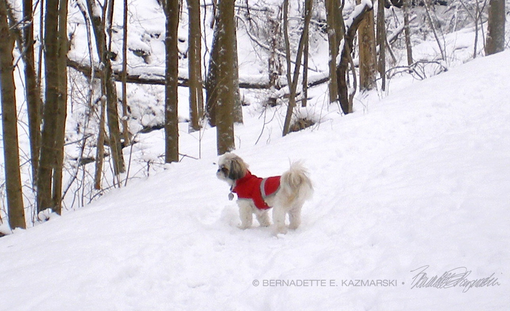 little dog in snow