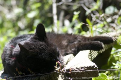 black cat on picnic bench