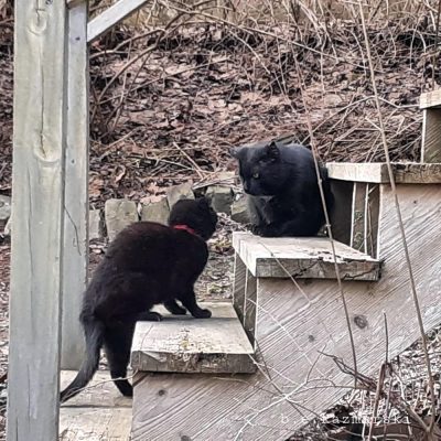 black cats in yard