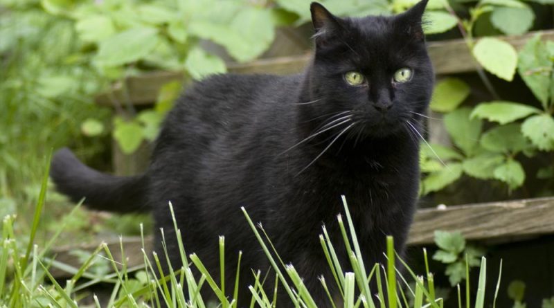 black cat in the grass