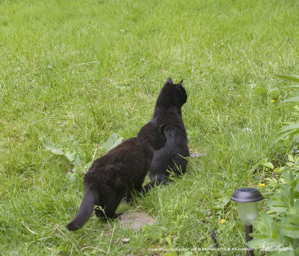 Two black cats in grass