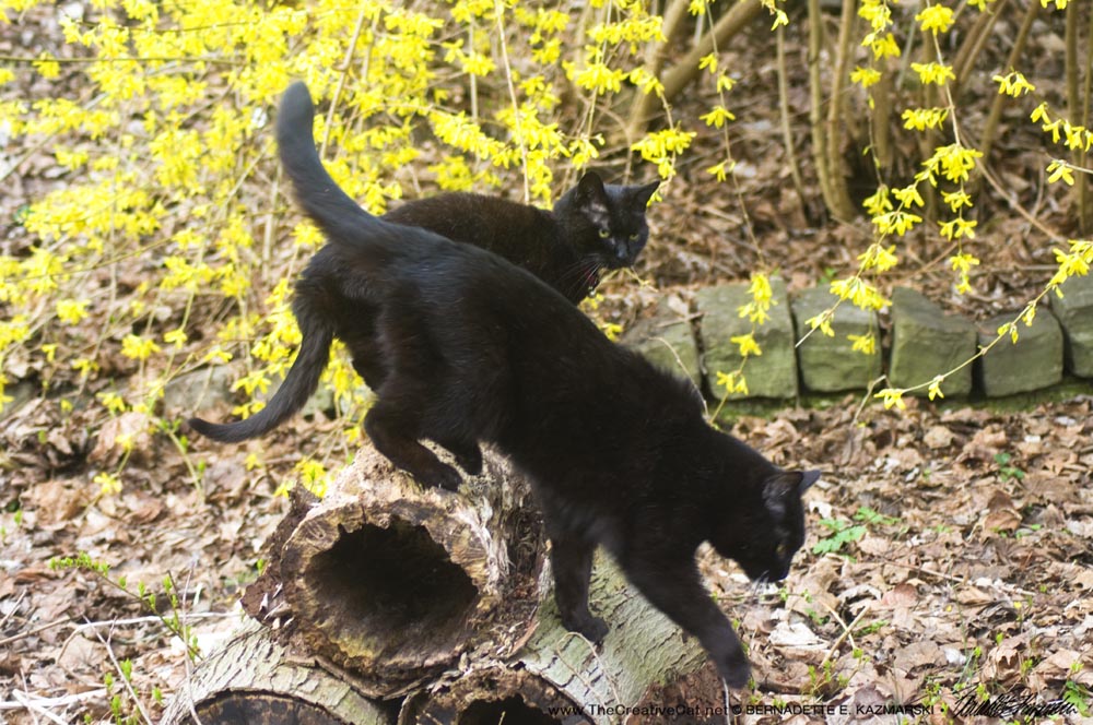black cats with forsythia