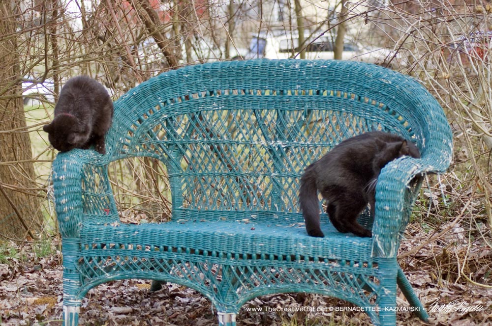 two black cats on green settee