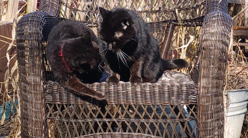 two black cats on wicker chair