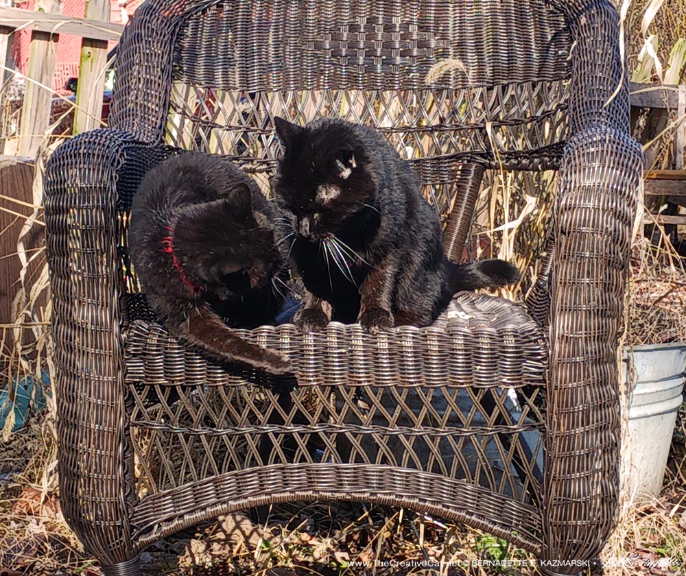 two black cats on wicker chair