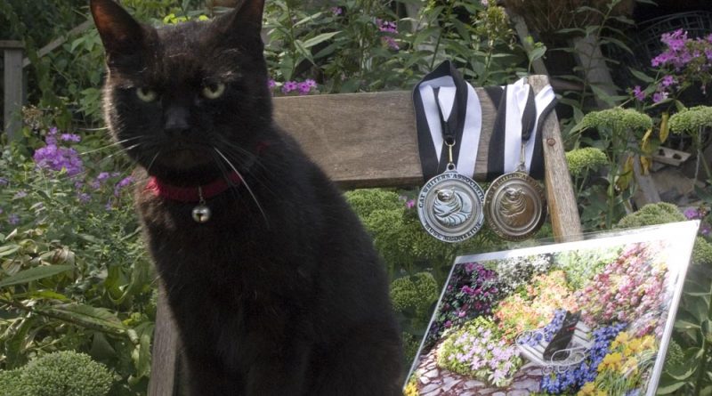 black cat with award
