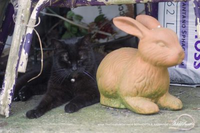 black cat and rabbit statue