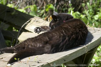 black cat on picnic bench