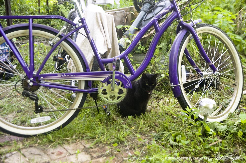 black cat and bike