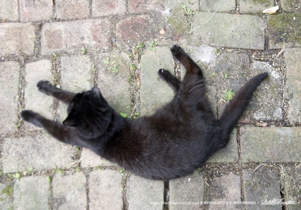 black cat on bricks