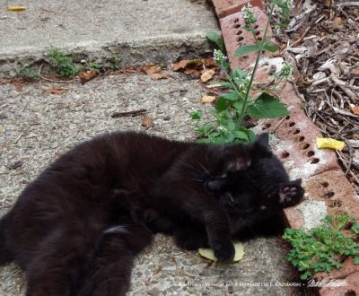 black cat with catnip plant
