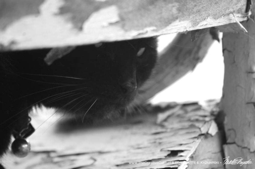 black and white photo of black cat