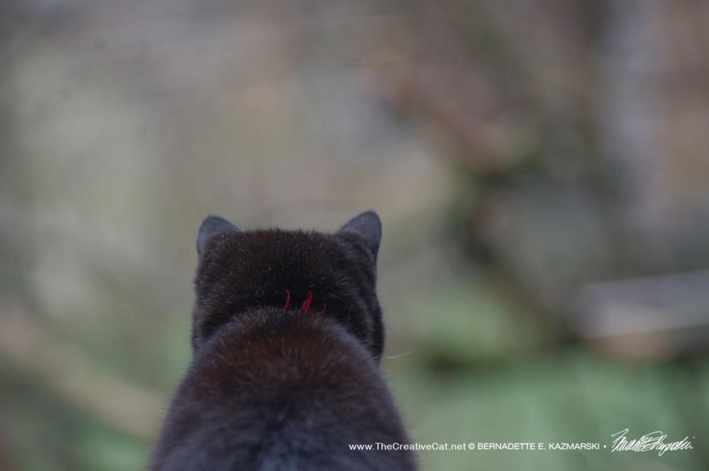 black cat watching the rain