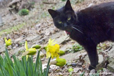 black cat with daffodils