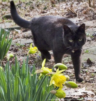 black cat with daffodils