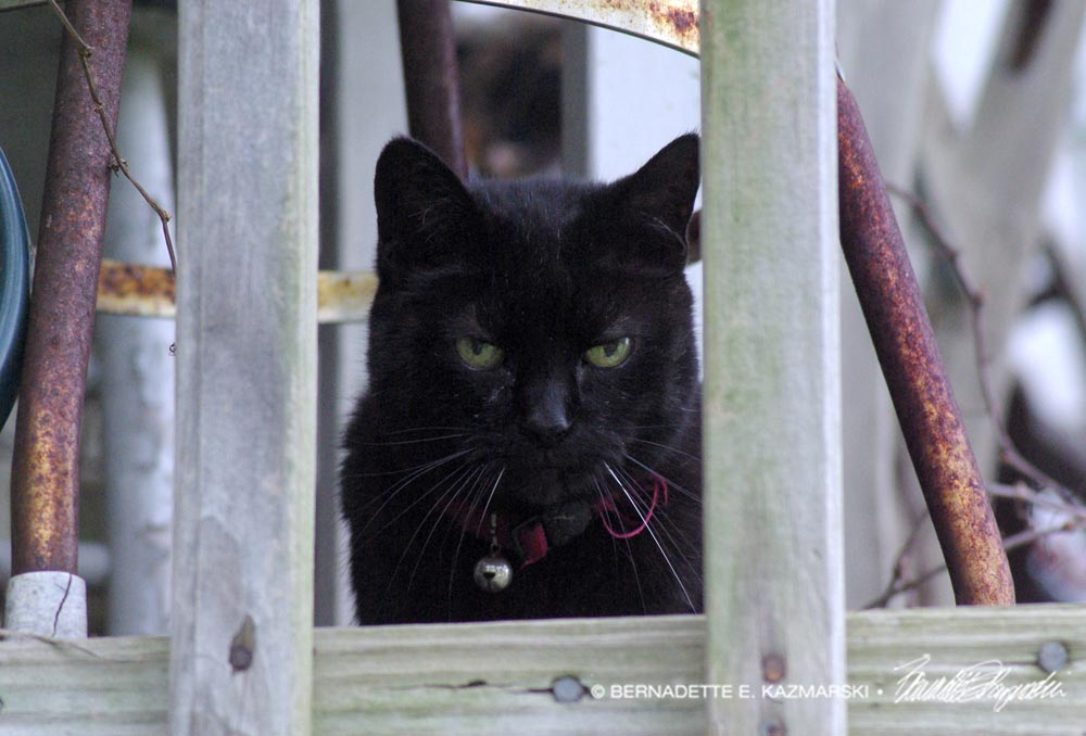 black cat outside