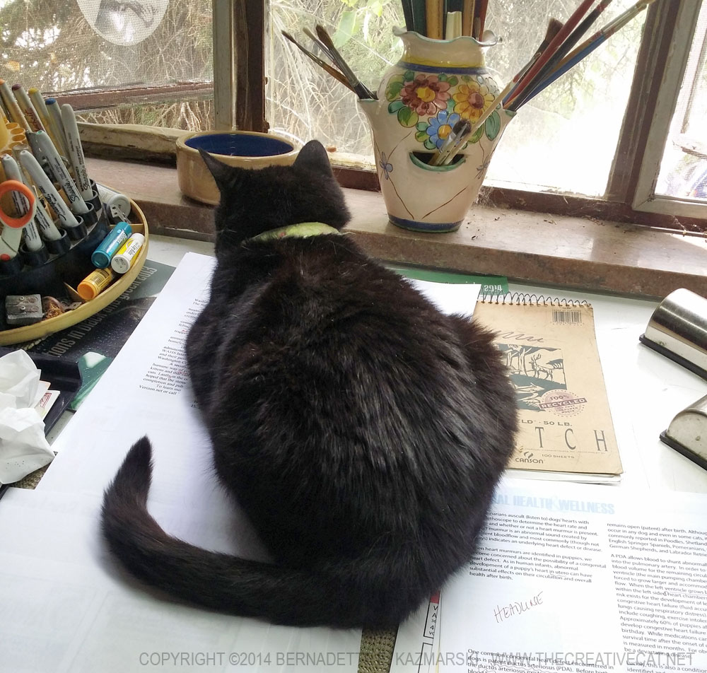 black cat on desk with window