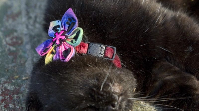 black cat with fabric flower on collar