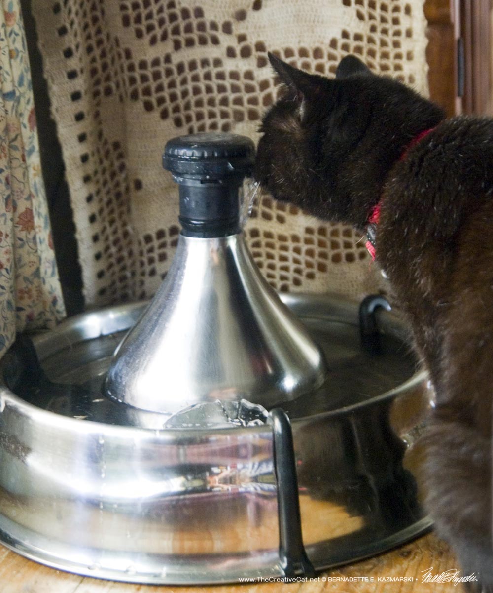 Mimi enjoys a drink from her fountain to which I've added a small block of ice.