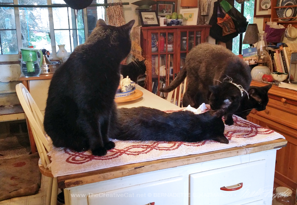 three black cats