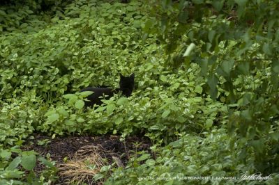 black cat in green yard