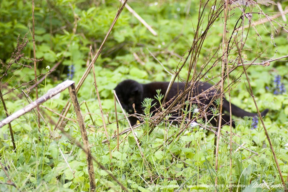 black cat huntiog 