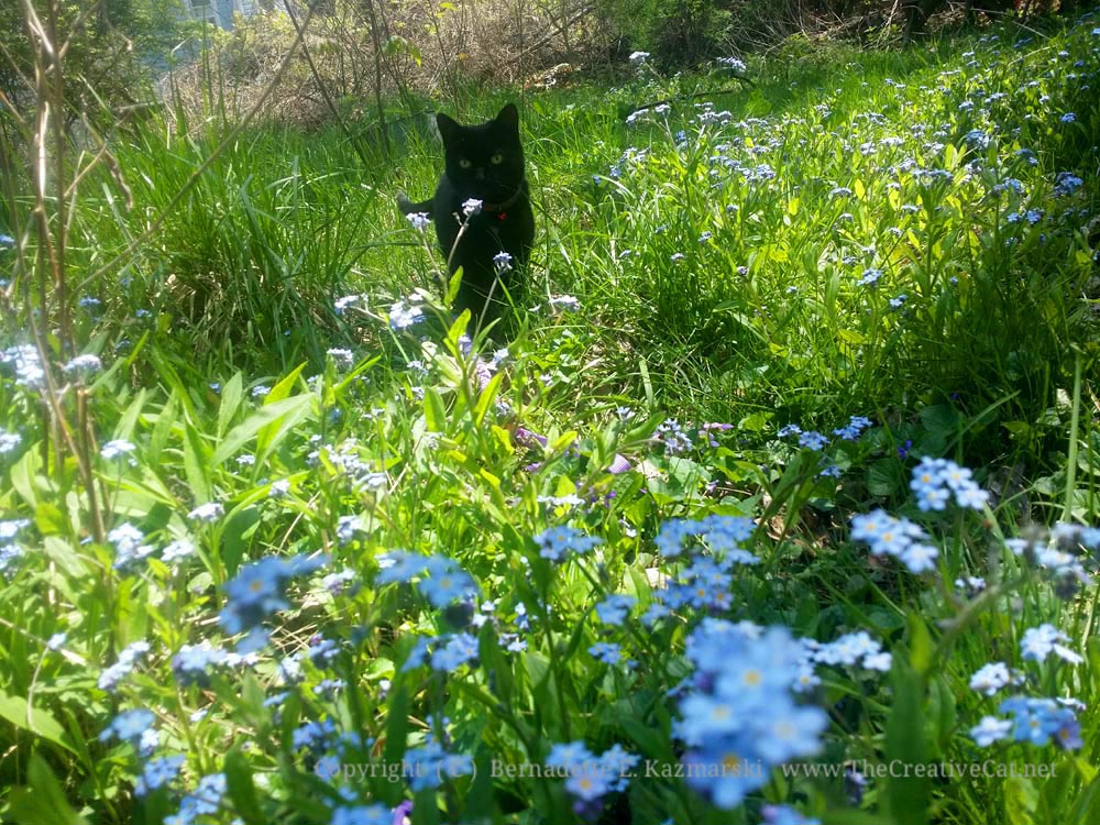 Mimi in-forget-me-nots.