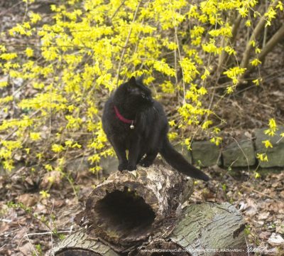black cat with forsythia