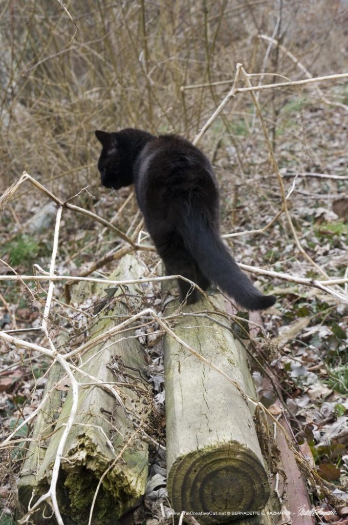 black cat in garden