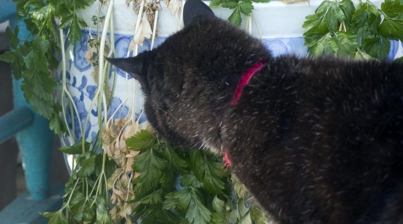 black cat smelling parsley