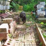 black cat on garden path