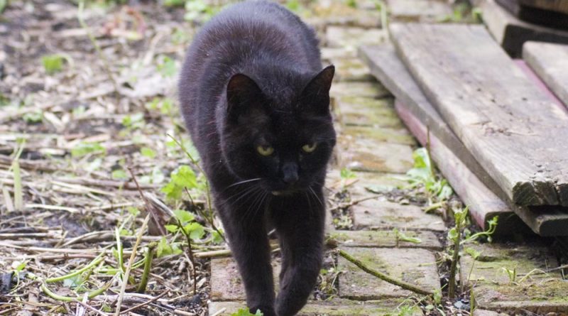 black cat on brick path