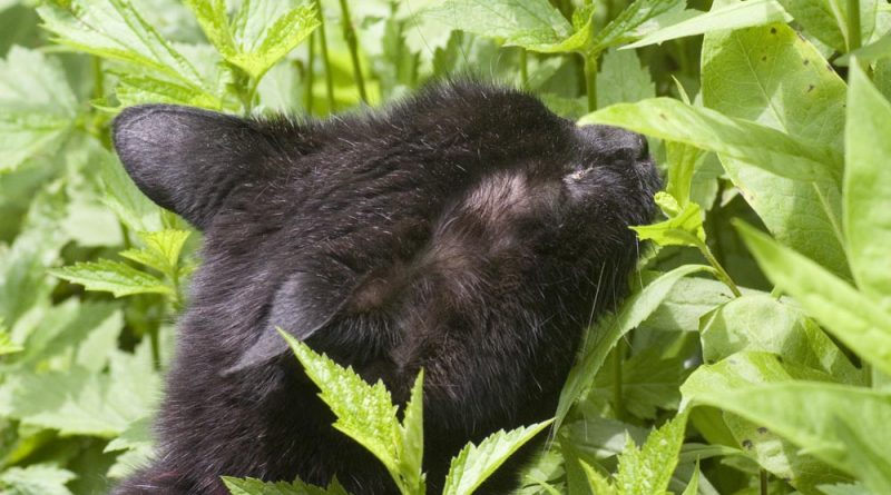 black cat sniffing plants
