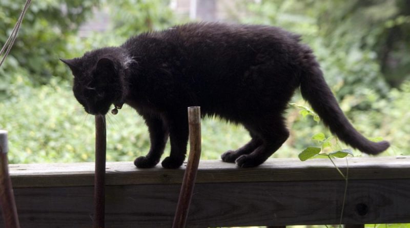 black cat on railing