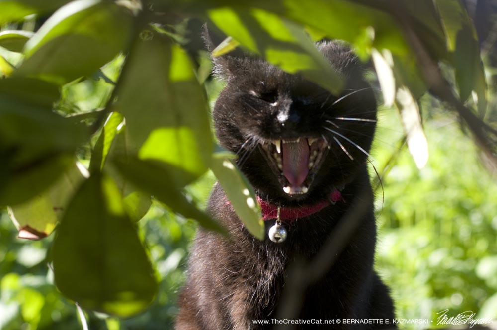 black cat under rhododendron